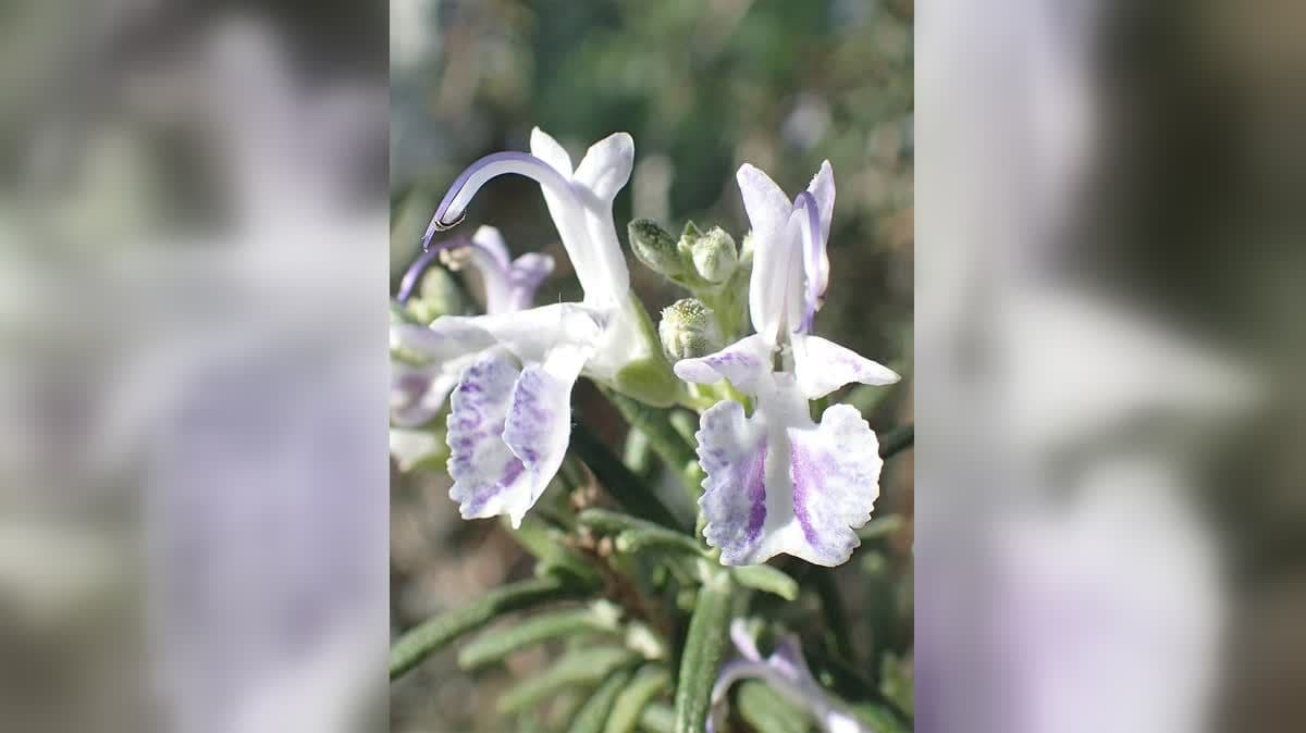 Biberiye (Rosmarinus officinalis) bitkisi ve çiçekleri