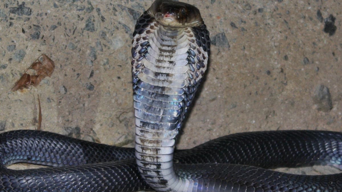 Temsilî görsel