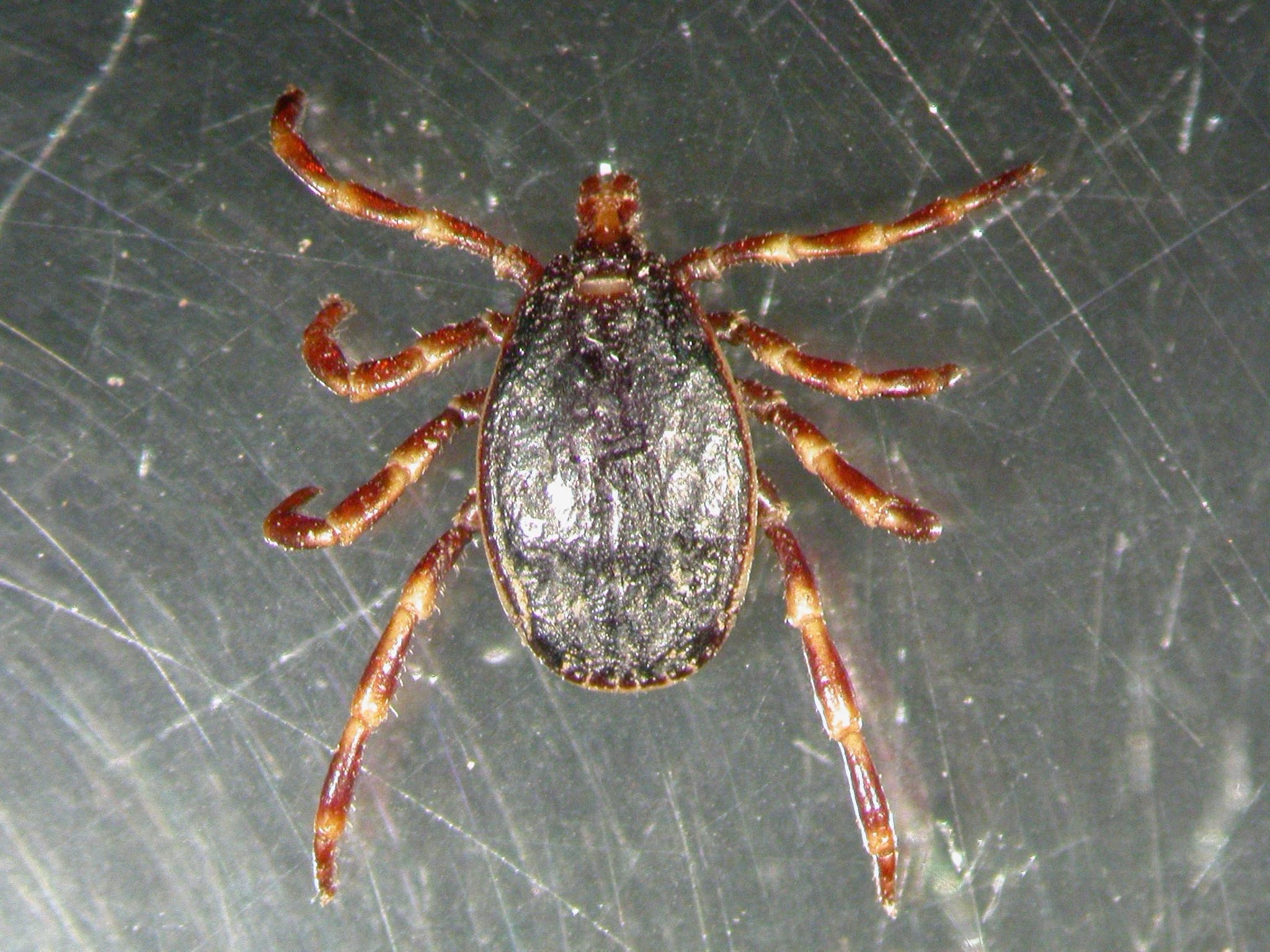 Kırım Kongo Kanamalı Ateşi'nin başlıca taşıyıcısı Hyalomma marginatum türü kenenin yakın çekim makro fotoğrafı
