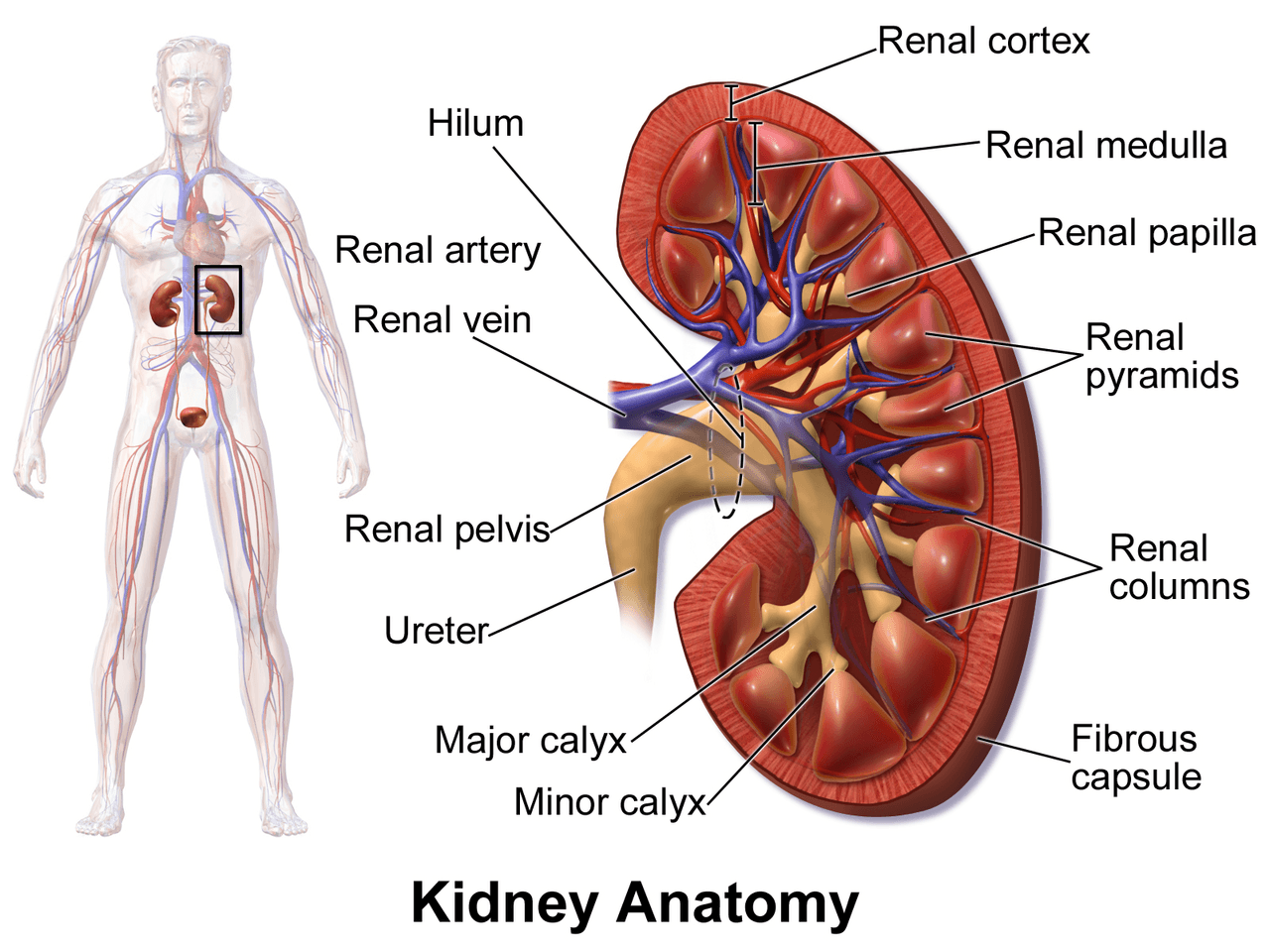 İnsan böbreğinin kesit anatomisini gösteren tıbbi çizim