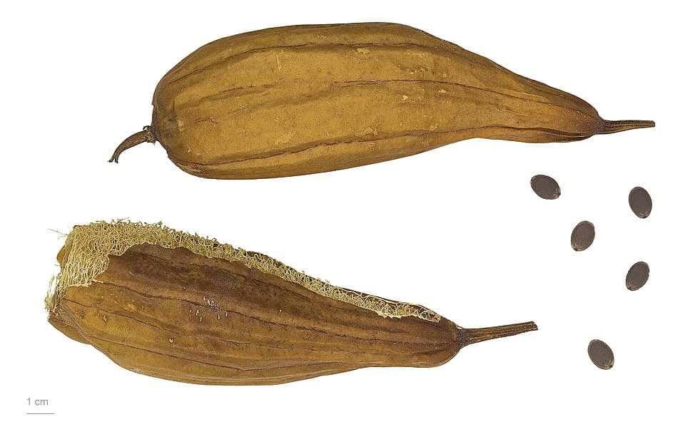 Kurutulmuş doğal kabak lifi (luffa) süngeri (temsilî)