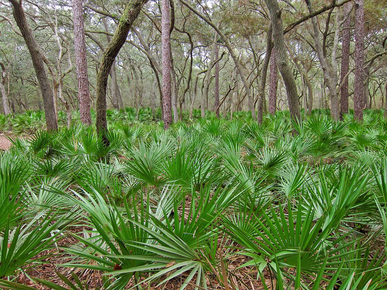 Saw palmetto (Serenoa repens) bitkisinin doğal ortamda çekilmiş fotoğrafı